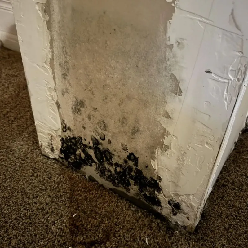 Professional Mold Removal in Roseville, MI